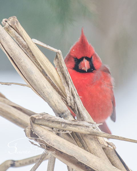 Fat Cardinal