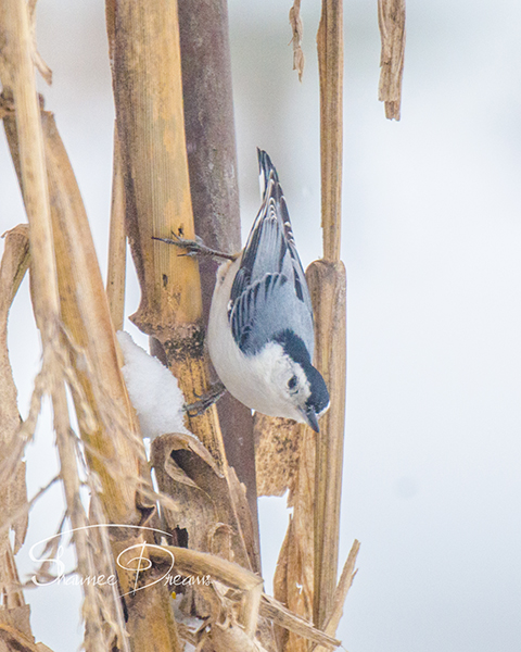 Nuthatch