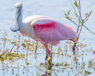 Roseate Spoonbill Portrait