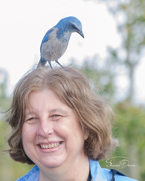 Florida Scrub Jay Getting Friendly