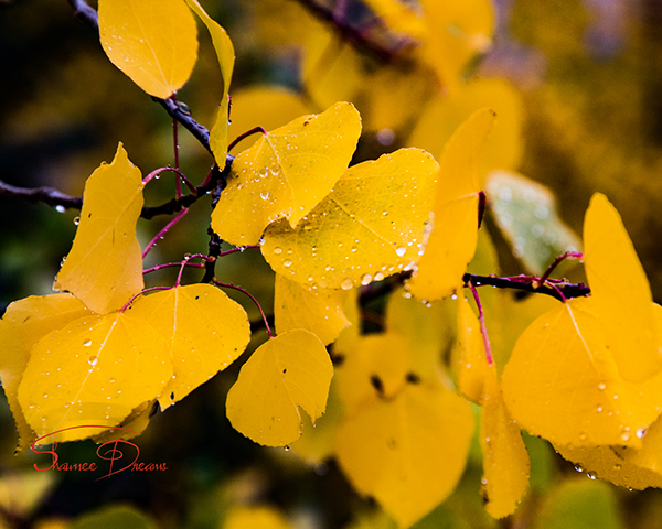 raindrops on aspens